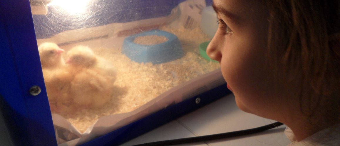 little girl looking at chicks in an incubator