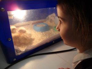 little girl looking at chicks in an incubator