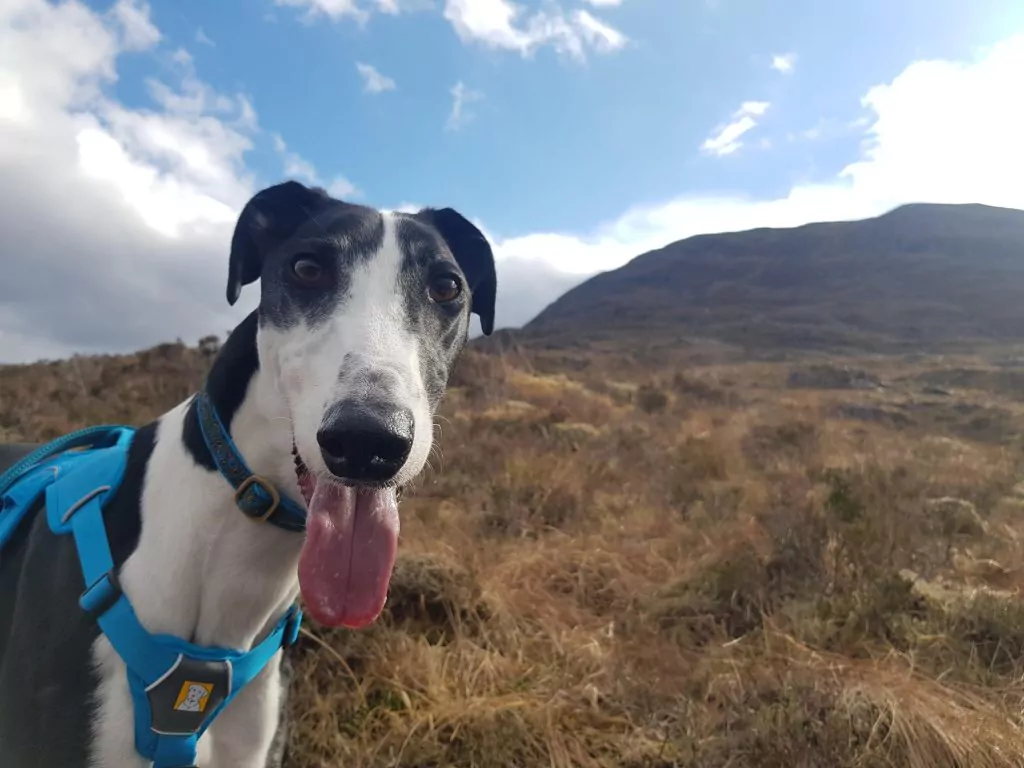 A black and white coloured greyhound dog