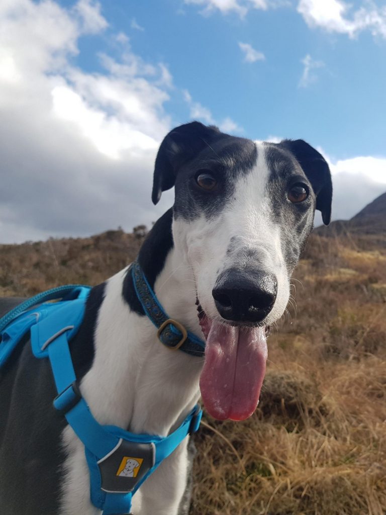 A black and white coloured greyhound dog